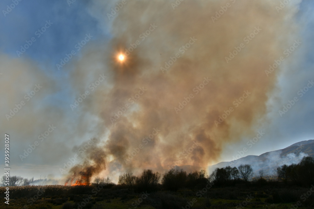 Wildfire in the field with dry grass, corn fields, reeds. Thick black smoke rises high and the sun is seen behind the smoke.