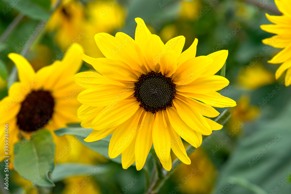 Fototapeta premium Blooming decorative sunflowers in the garden.