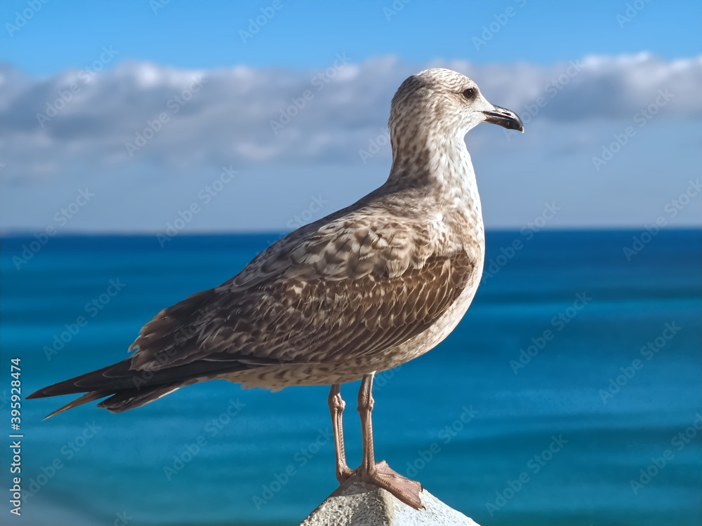 Macro of a seagull with brown wings, symbol for freedom Macro of a seagull with brown wings, symbol for freedom