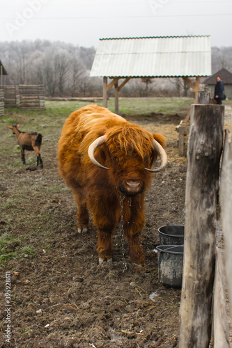 highland cow with calf