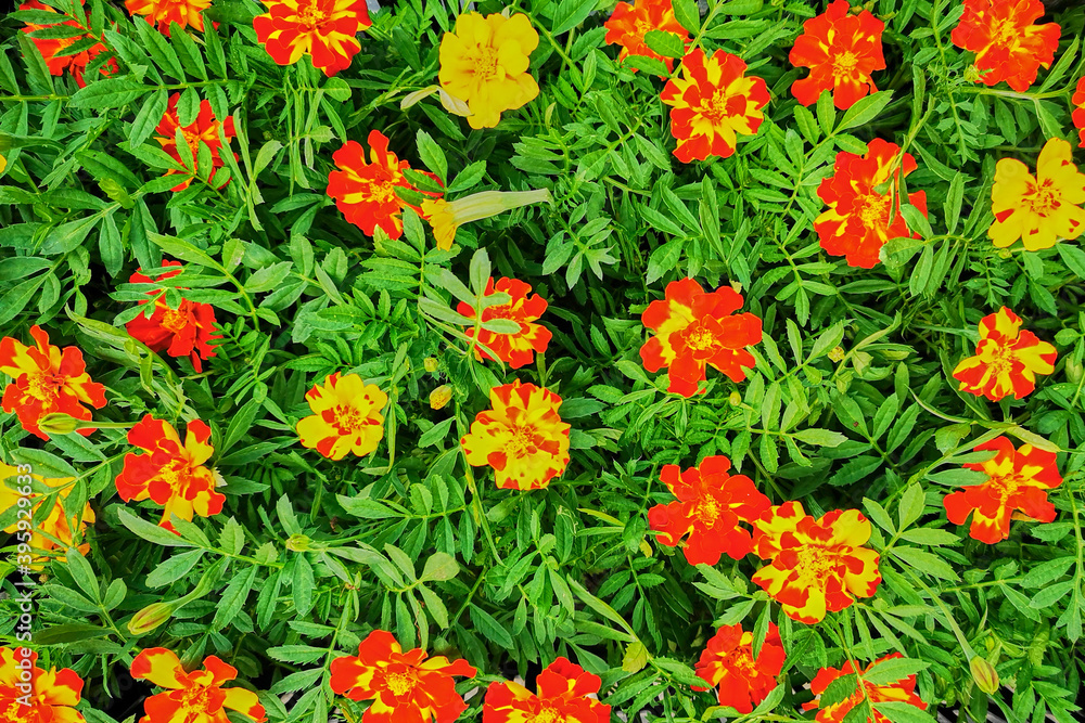 Background of many blooming red-orange flowers in green leaves.