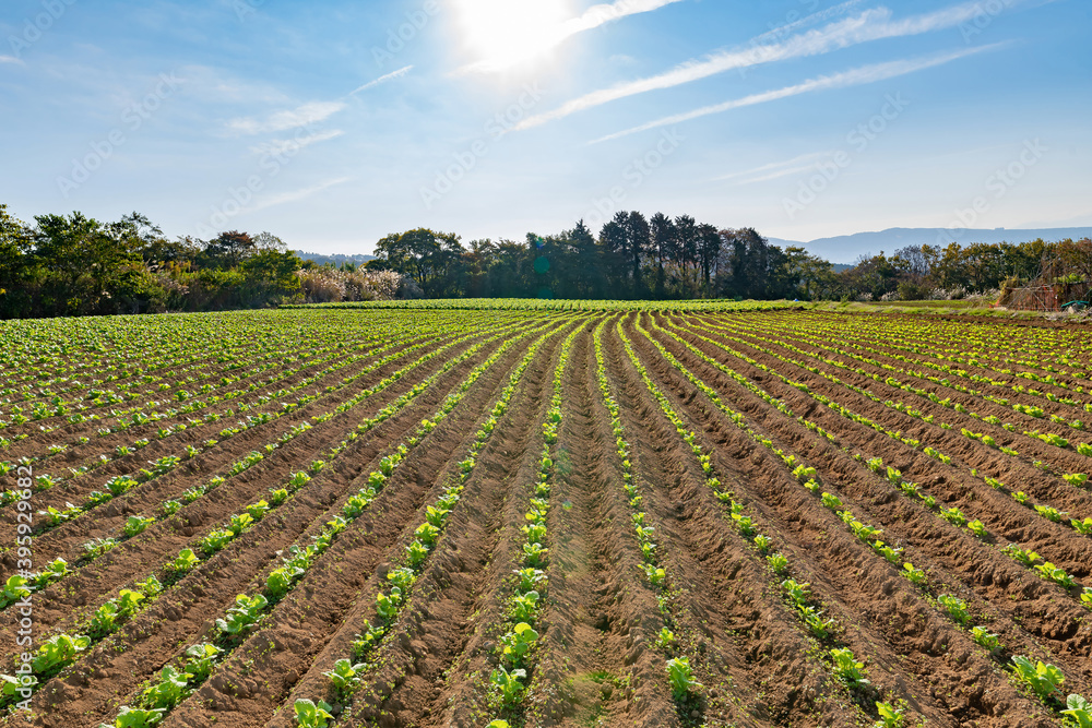 高地の野菜畑 高地の野菜畑