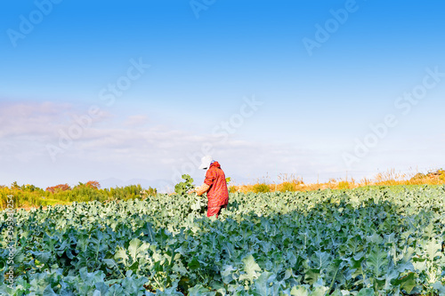 ブロッコリーの収穫をする農家