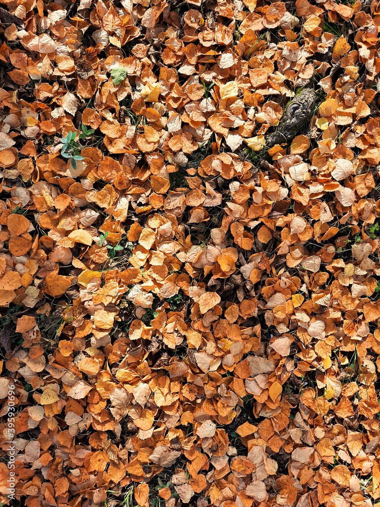 Ground after leaf fall. Ground after leaf fall.
