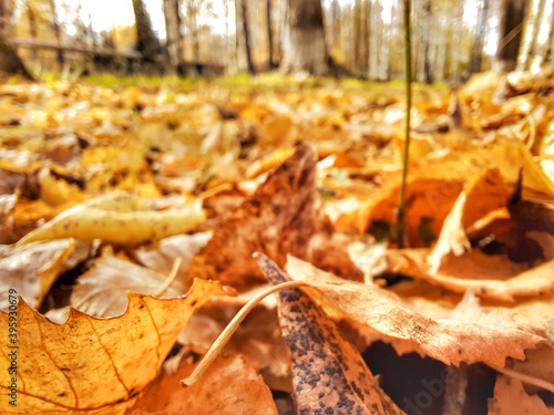 Ground after leaf fall.