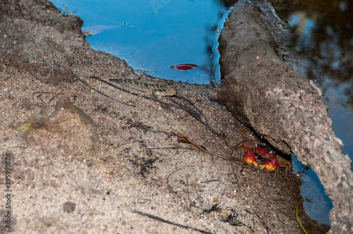 Neosarmatium meinerti red and yellow crab under a rock in the wetland