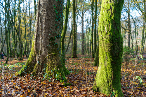 Wald in Odenthal | Bäume am Fluss im Herbst