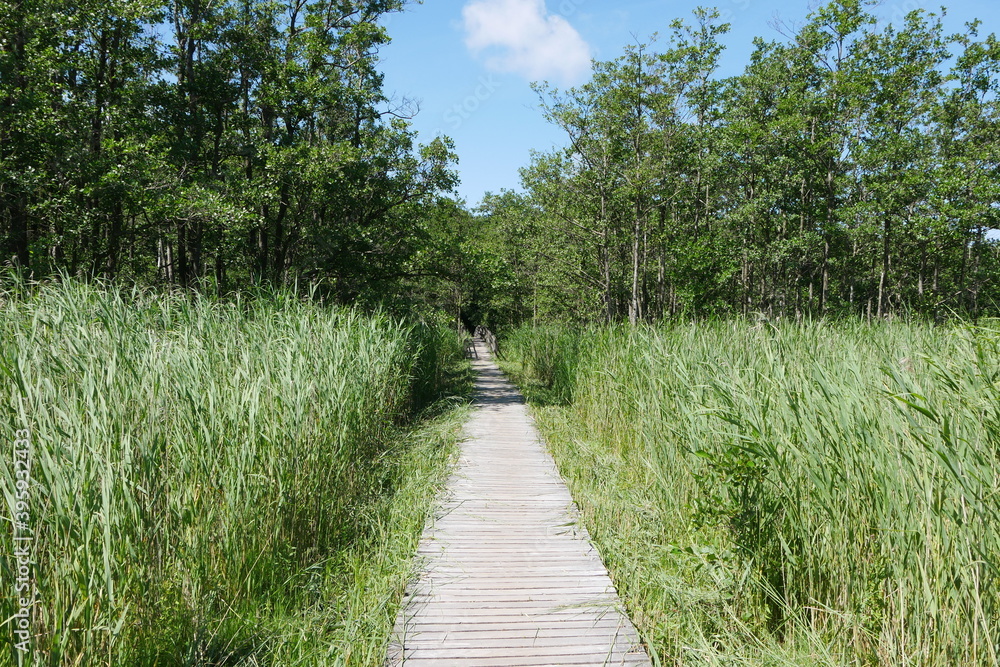 Naturschutzgebiet Darßer Ort: Wanderweg, Bohlenweg, Schilf, Brackwasser, Naturreservat, Kiefern, Urwald, Sandweg, Weg, Pfad und Sandpfad an der Ostsee in Mecklenburg-Vorpommern Naturschutzgebiet Darßer Ort: Wanderweg, Bohlenweg, Schilf, Brackwasser, Naturreservat, Kiefern, Urwald, Sandweg, Weg, Pfad und Sandpfad an der Ostsee in Mecklenburg-Vorpommern