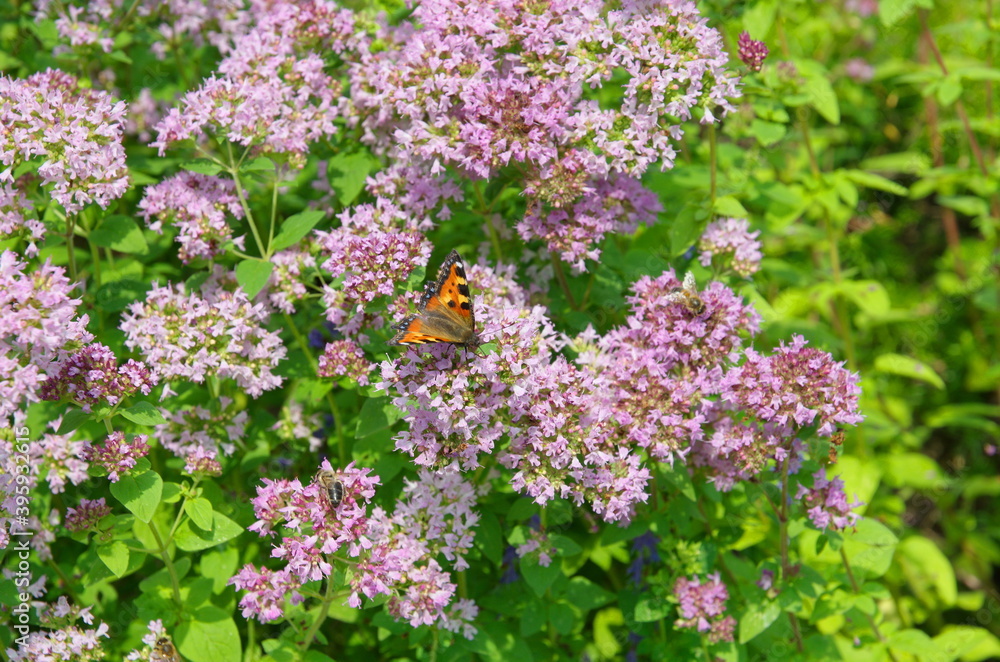 Obraz premium Butterfly urticaria (lat. Aglais urticae) on the flowers of oregano (lat. Origanum vulgare)