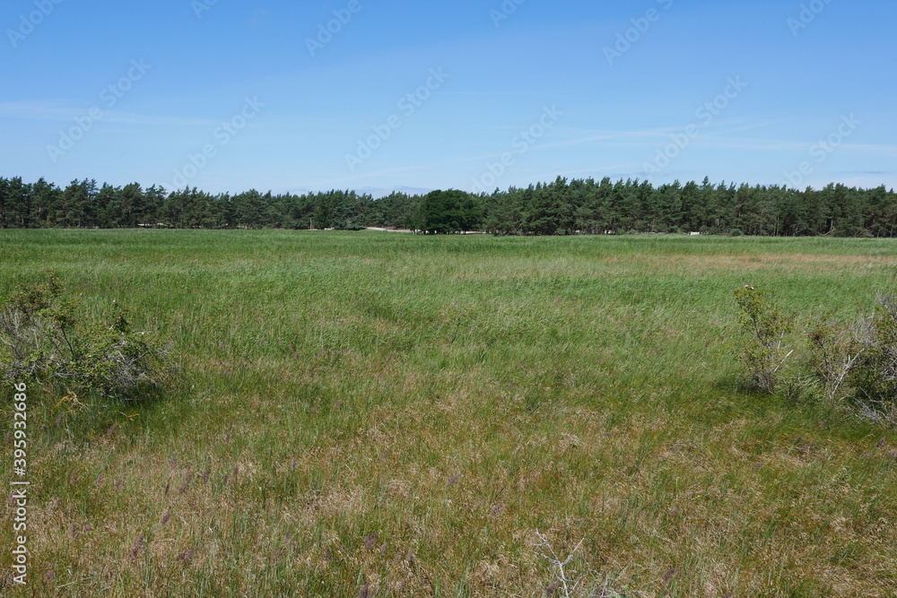 Naturschutzgebiet Darßer Ort: Naturreservat, Kiefern, Urwald an der Ostsee in Mecklenburg-Vorpommern Naturschutzgebiet Darßer Ort: Naturreservat, Kiefern, Urwald an der Ostsee in Mecklenburg-Vorpommern