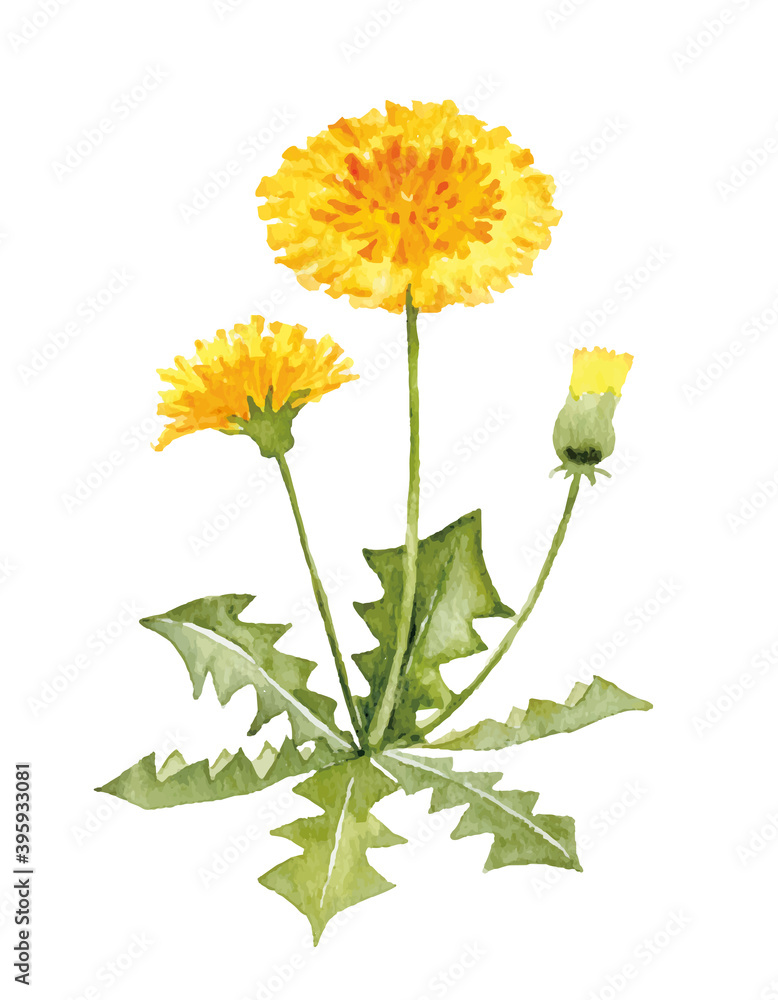 たんぽぽ の水彩イラスト Stock Vector Adobe Stock