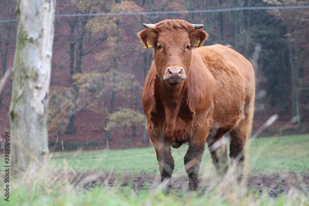 cows in a field