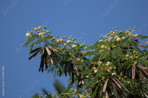 Flower of Horse tamarind tree photo