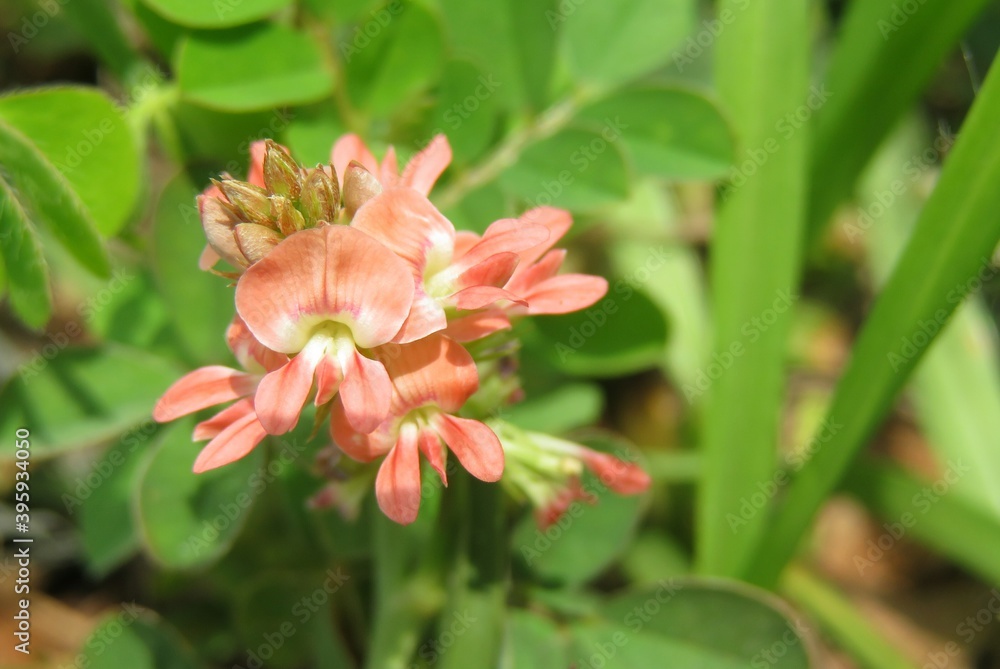 Fototapeta premium Indigofera spicata flowers in Florida nature, closeup