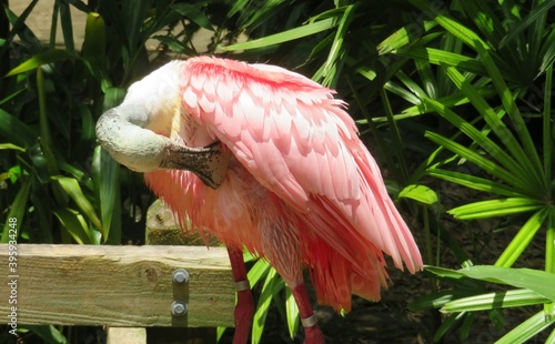 Pink spoonbill in Florida zoo, closeup photo