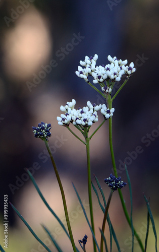 Umbels of white flowers of Conospermum ellipticum, a shrub endemic to eastern Australia belonging to the Proteaceae family. Also known as Coneseeds or Heath Smokebush photo