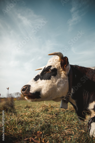 Cows of New England
