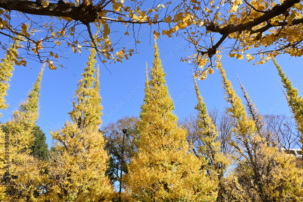 Fototapeta premium yellow-colored ginkgo tree leaves in Tokyo