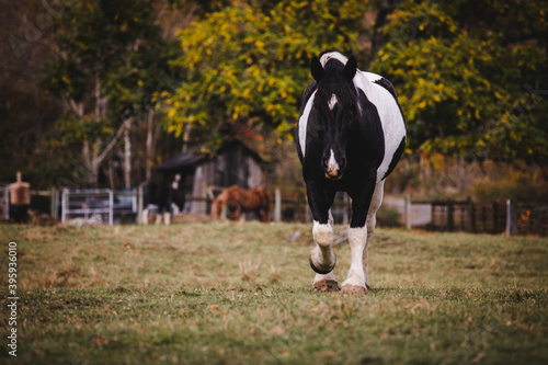 Draft Horses of New England