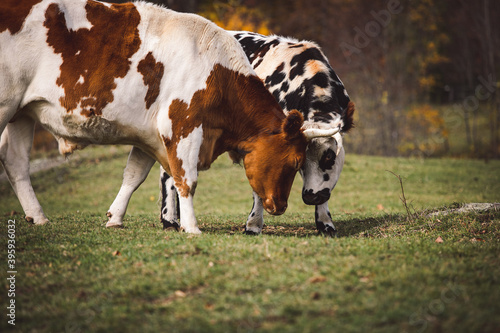 Cows of New England
