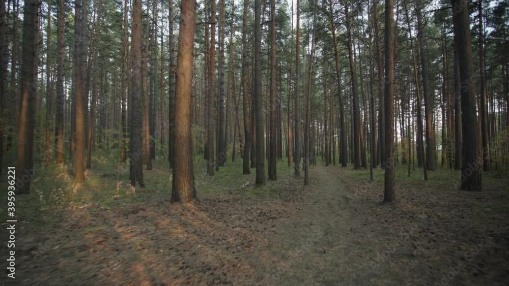 Walking path in dusk summer forest. Walking path in dusk summer forest.
