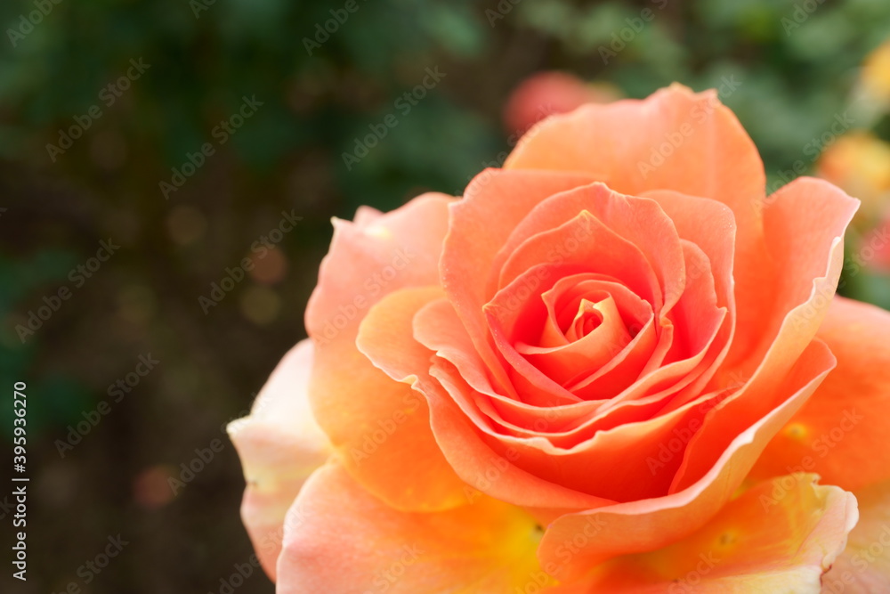 Close-up of a beautifully blooming rose named Close-up of a beautifully blooming rose named
