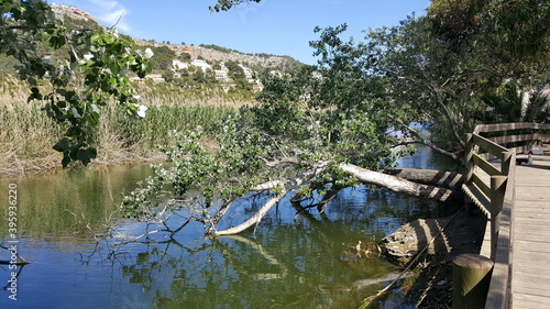 Fotografie Silberpappeln am Torrent de Canyamel, Mallorca