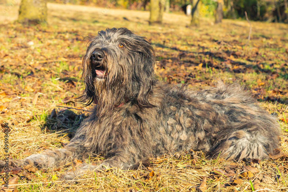 Joyous young female Bergamasco Shepherd dog with black coat is seen on an autumn day outside in a park in northern Italy, Europe.