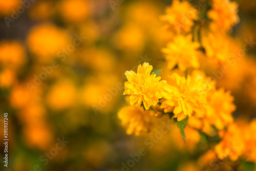 Natural floral background, blossoming of decorative japanese kerria terry yellow flowers in spring sunny garden. Macro image with copy space suitable for wallpaper or cover