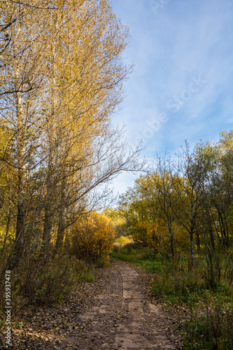 Fototapeta Naklejka Na Ścianę i Meble -  Autumn view of the walking path to the forest, Bitsa Park (Bitsevski Park), Central Chertanovo, Moscow, Russia