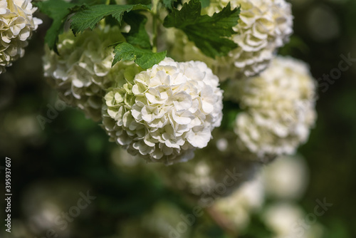 Natural floral background, blossoming of snowball viburnum opulus (Byldonezh, Roseum or boule de neige) white flowers in spring sunny garden. Macro image with copyspace suitable for wallpaper or cover
