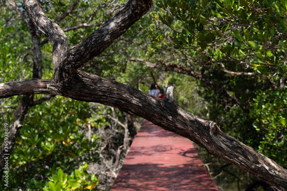 Large branch blocking the walkway On the red bridge.. Visit the mangrove forest. At Mangrove forest Sa-Lak-Phet Baan Na Nai Koh Chang Trat of Thailand. Large branch blocking the walkway On the red bridge.. Visit the mangrove forest. At Mangrove forest Sa-Lak-Phet Baan Na Nai Koh Chang Trat of Thailand.
