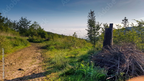 tree in the mountains