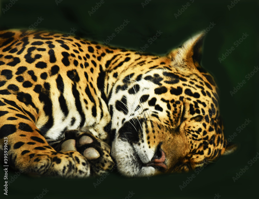 Sweet dreams of a handsome jaguar in the warm sun Sweet dreams of a handsome jaguar in the warm sun