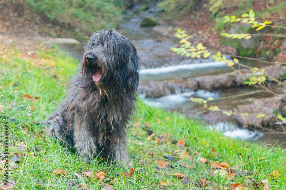 Joyous young female Bergamasco Shepherd dog with black coat is seen on an autumn day outside in a park in northern Italy, Europe.