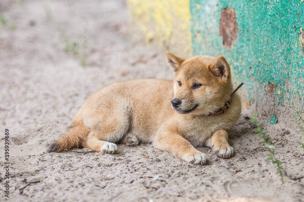 dog on the ground dog on the ground