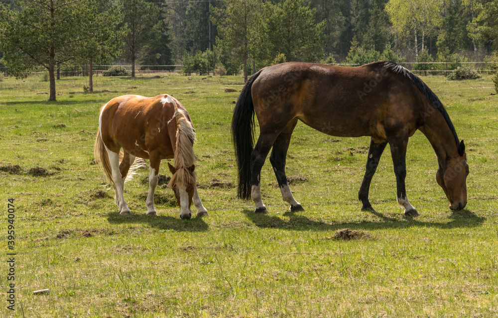 A mare and foal graze in a meadow on a sunny spring day. A mare and foal graze in a meadow on a sunny spring day.