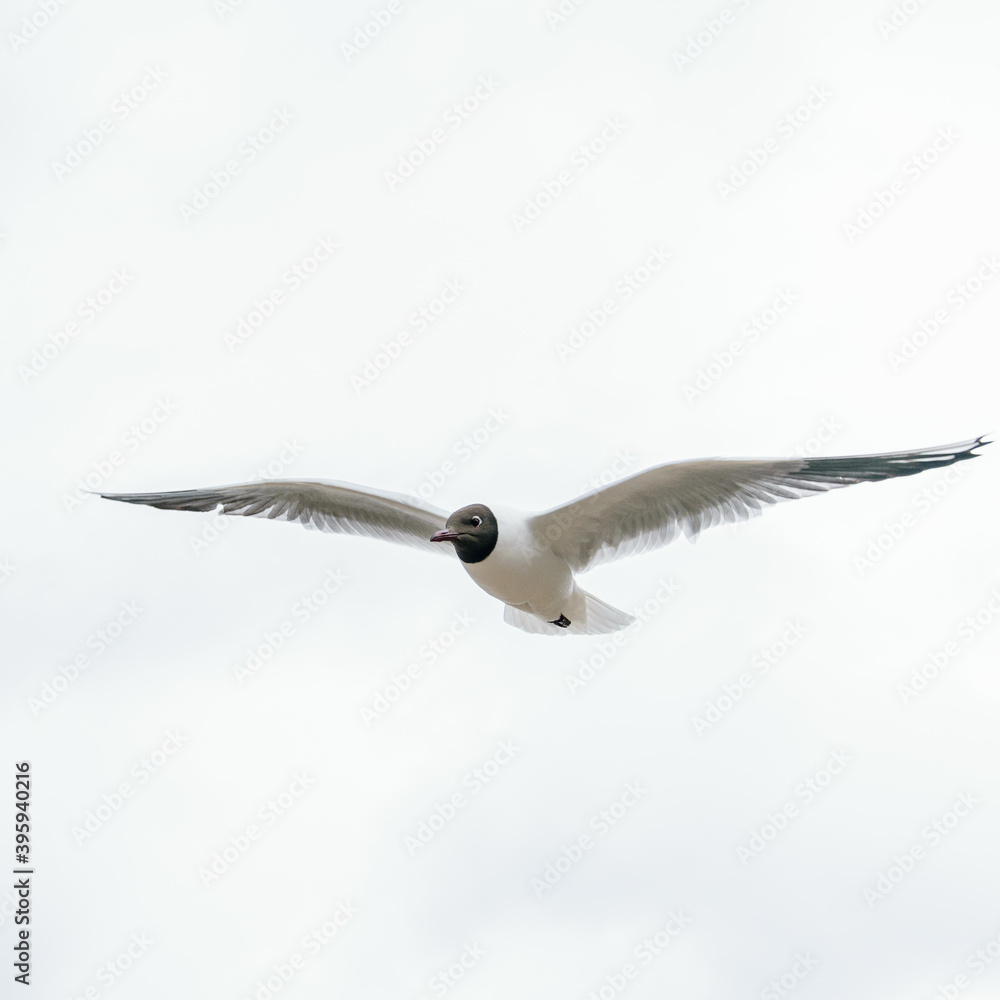 Fototapeta premium One seagull flies beautifully, spreading its wings
