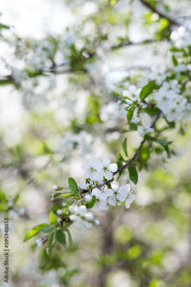 blossoming tree in spring blossoming tree in spring