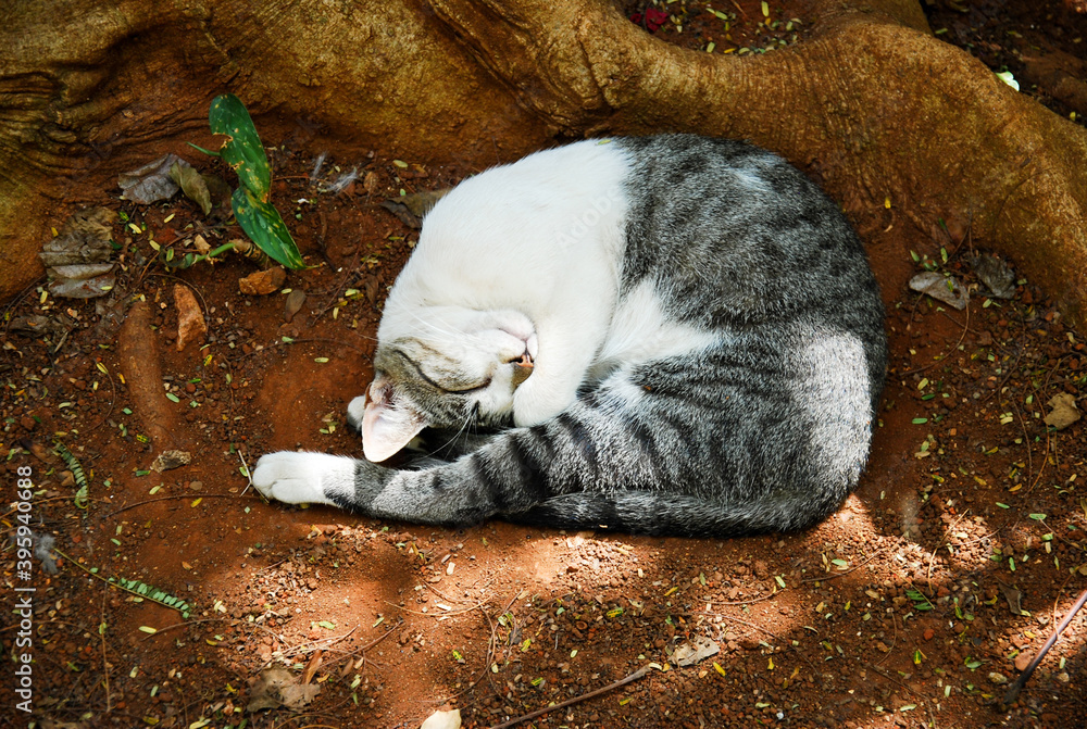 Kot śpiący na ziemi zwinięty w kłębek. - obrazy, fototapety, plakaty 