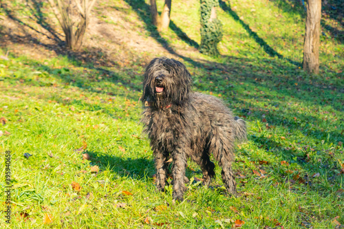 Joyous young female Bergamasco Shepherd dog with black coat is seen on an autumn day outside in a park in northern Italy, Europe.
