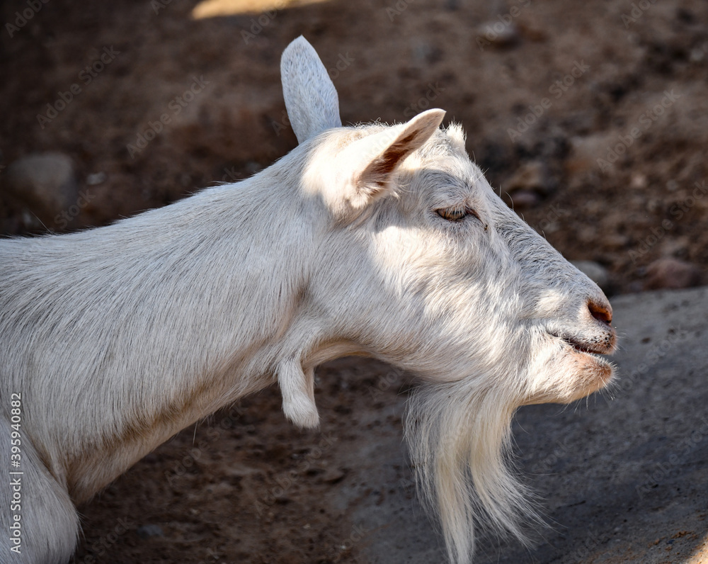White goat chews juicy green grass White goat chews juicy green grass