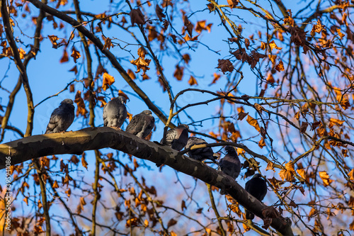 Herbst mit Tauben