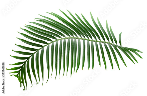 palm leaf isolated on a white background