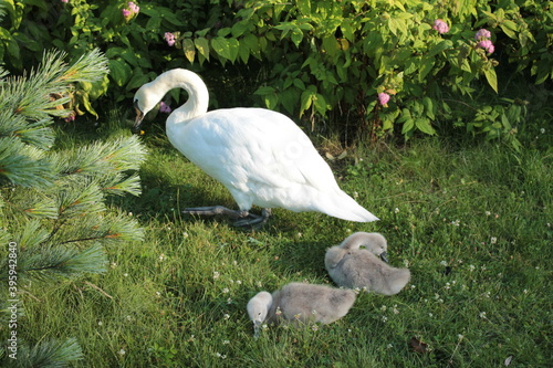 Mom and two little swans are looking for worms and bugs in the meadow.
