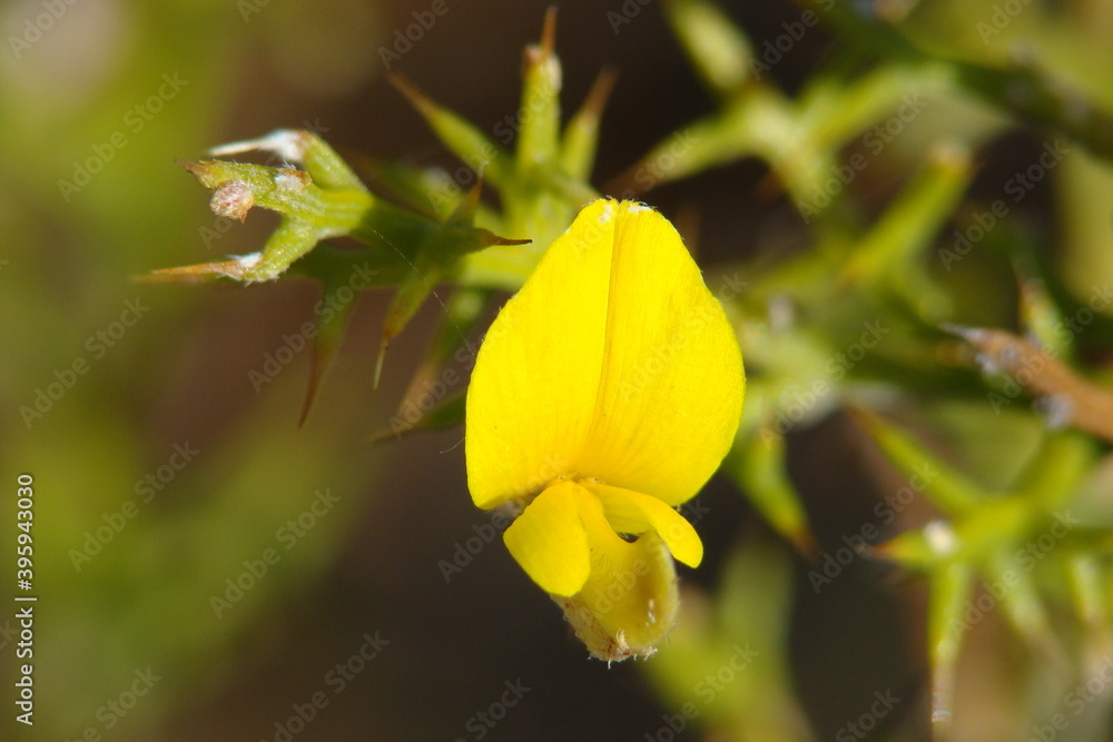 Wildflower (Genista triacanthos) Wildflower (Genista triacanthos)