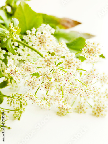 Oenanthe crocata flowers photo