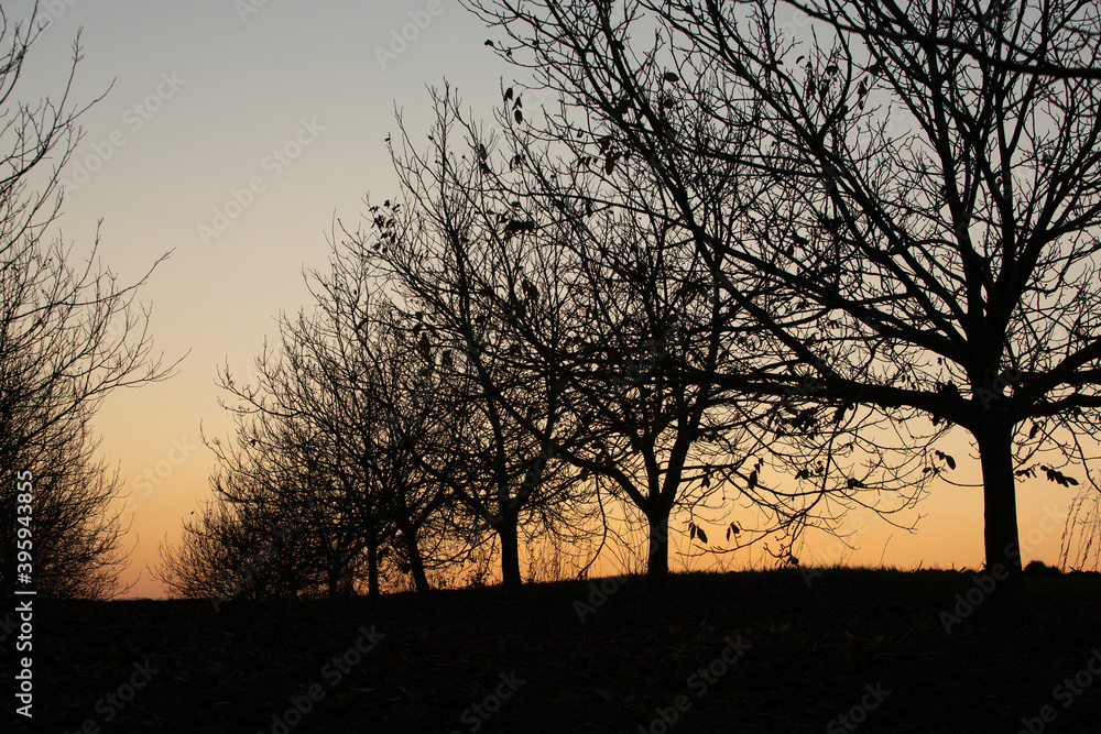 Silhouette dry tree on a sky background. Tree branches. Winter time in the garden. Silhouette dry tree on a sky background. Tree branches. Winter time in the garden.