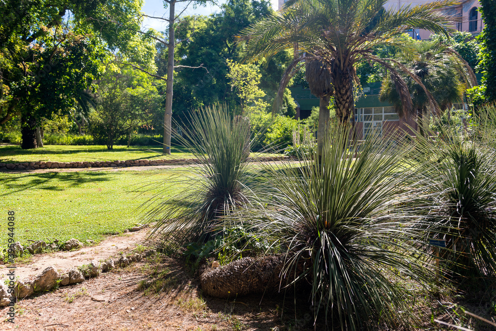 Obraz premium cactus and exotic plants in Botanical garden in Cagliari