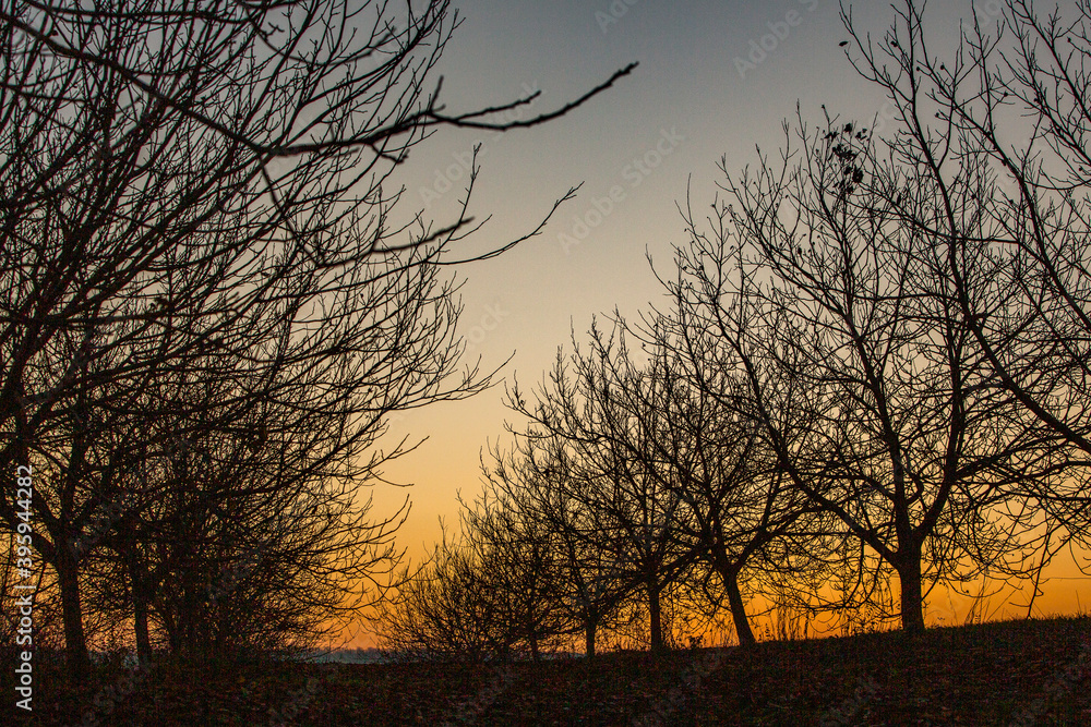 Silhouette dry tree on a sky background. Tree branches. Winter time in the garden. Silhouette dry tree on a sky background. Tree branches. Winter time in the garden.